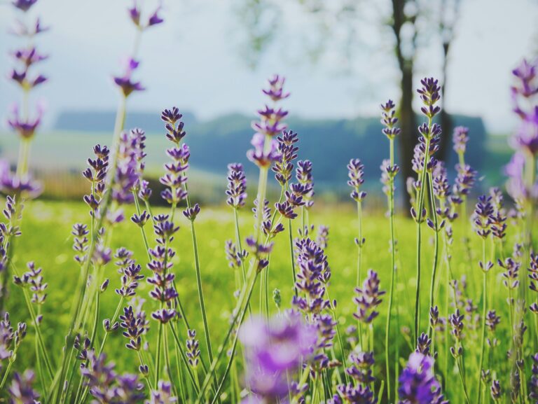Les huiles essentielles et les plantes contre le stress.