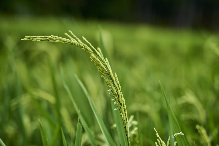 Closeup of Vibrant Rice Plant in Green Field
