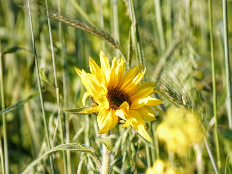 Free stock photo of flower, grain, sunflower