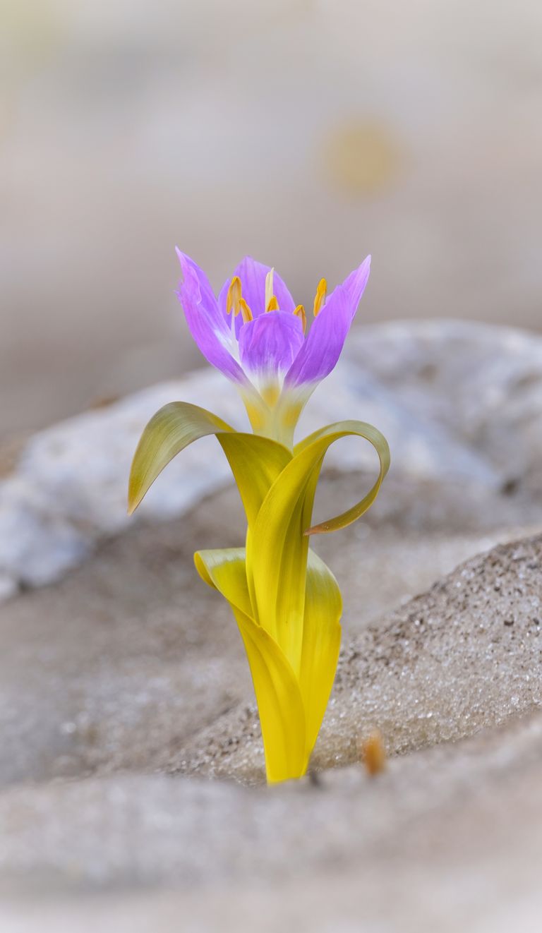 Vibrant purple autumn crocus (Colchicum) blooming in sandy terrain of Hakkâri, Turkey.